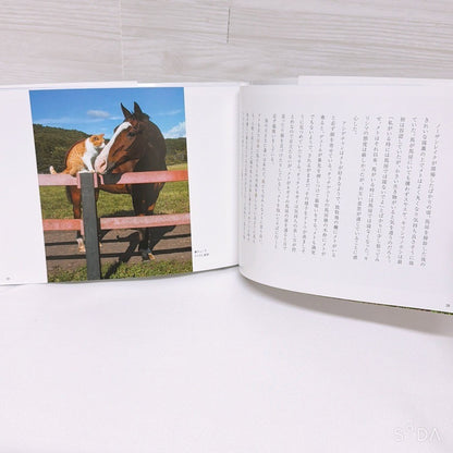 Meisho Doto Special Set - Umamusume Pretty Derby Figure, Acrylic Stand and Photobook - image 13